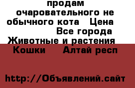 продам очаровательного не обычного кота › Цена ­ 7 000 000 - Все города Животные и растения » Кошки   . Алтай респ.